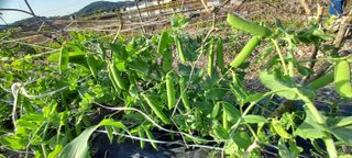 이경옥님의 팜이웃과 출근/퇴근 같이해요! · 참여글 작성글 사진