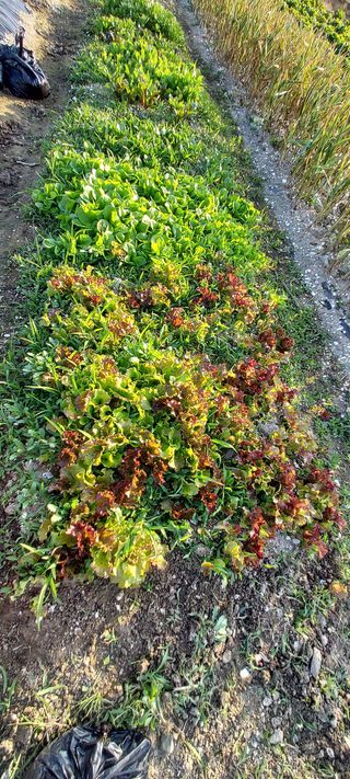 이경옥님의 팜이웃과 출근/퇴근 같이해요! · 참여글 작성글 사진