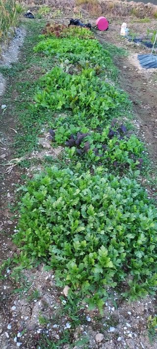 이경옥님의 팜이웃과 출근/퇴근 같이해요! · 참여글 작성글 사진