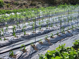 시골할배님의 고추 · 영농일지 작성글 사진
