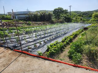 시골할배님의 고추 · 영농일지 작성글 사진