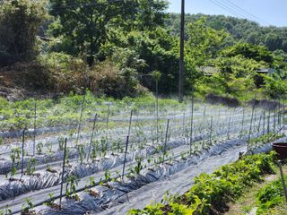 시골할배님의 고추 · 영농일지 작성글 사진