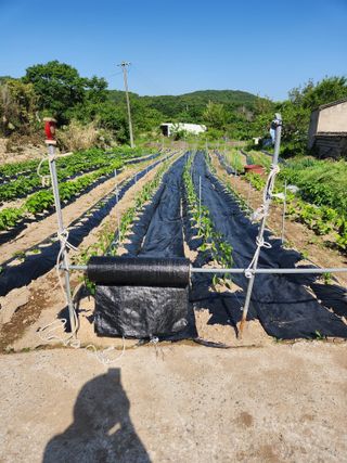 시골할배님의 고추 · 영농일지 작성글 사진