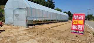 뿌리묘목농원님의 자유주제 · 자유게시판 작성글 사진