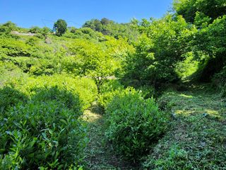 양현만님의 기타작물 · 영농일지 작성글 사진