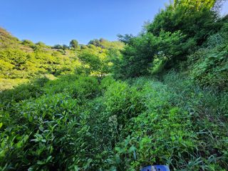 양현만님의 기타작물 · 영농일지 작성글 사진