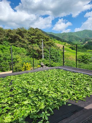 양현만님의 기타작물 · 영농일지 작성글 사진
