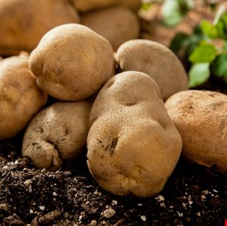 대산농사대장님의 감자 · 자유게시판 작성글 사진