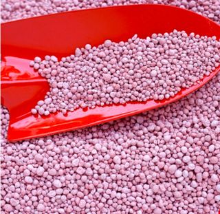 대산농사대장님의 감자 · 자유게시판 작성글 사진