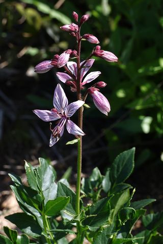 두메농원님의 자유주제 · 자유게시판 작성글 사진