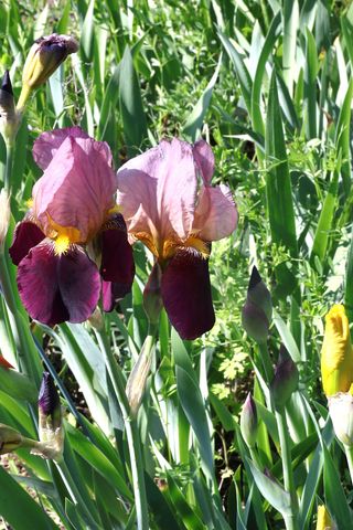 두메농원님의 자유주제 · 자유게시판 작성글 사진