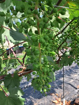 포도님의 포도 · 자유게시판 작성글 사진