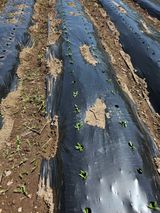 팜모닝 참깨·병해충상담 게시글 이미지