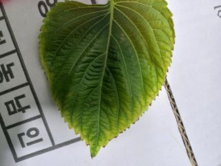 박영호님의 들깨 · 병해충상담 작성글 사진