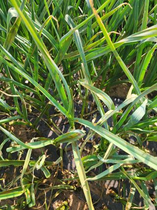 김영옥님의 자유주제 · 자유게시판 작성글 사진