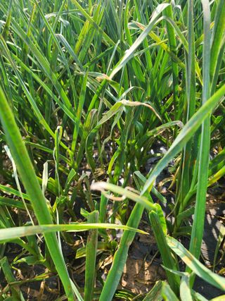 김영옥님의 자유주제 · 자유게시판 작성글 사진