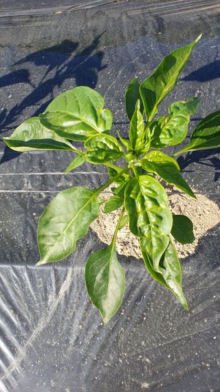 효우필독님의 고추 · 병해충상담 작성글 사진