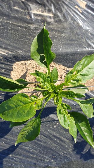 효우필독님의 고추 · 병해충상담 작성글 사진