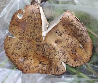 ogapiall님의 자유주제 · 자유게시판 작성글 사진