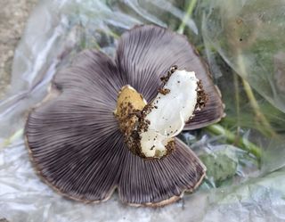 ogapiall님의 자유주제 · 자유게시판 작성글 사진