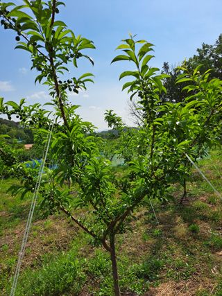 서종국님의 팜이웃과 출근/퇴근 같이해요! · 참여글 작성글 사진
