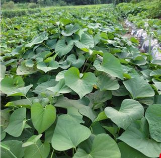 대산농사대장님의 고구마 · 자유게시판 작성글 사진