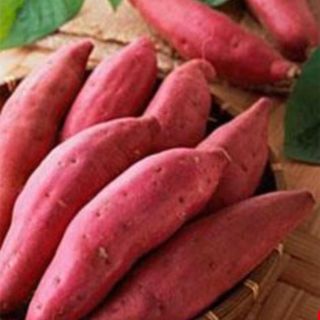 대산농사대장님의 고구마 · 자유게시판 작성글 사진