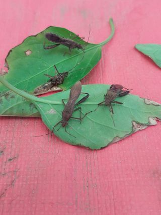 포도20173님의 고추 · 병해충상담 작성글 사진