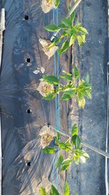 팜모닝 고추·영농일지 게시글 이미지