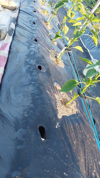 벼10129박병기님의 고추 · 영농일지 작성글 사진