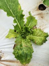 팜모닝 상추·병해충상담 게시글 이미지