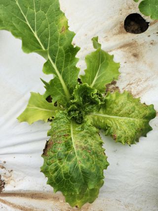 파이프님의 상추 · 병해충상담 작성글 사진