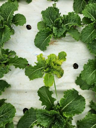 파이프님의 상추 · 병해충상담 작성글 사진