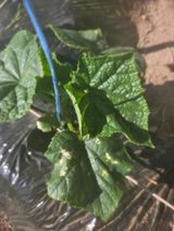 팜모닝 오이·병해충상담 게시글 이미지