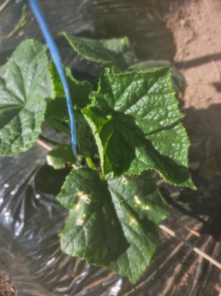 김용규님의 오이 · 병해충상담 작성글 사진