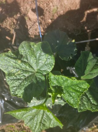 김용규님의 오이 · 병해충상담 작성글 사진