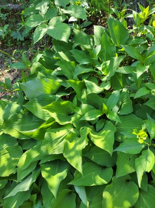 나병용15210님의 농사, 무엇이든 물어보세요! · 참여글 작성글 사진