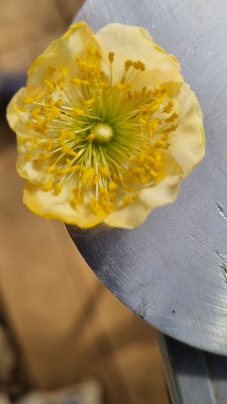 독뫼너머님의 농사, 무엇이든 물어보세요! · 참여글 작성글 사진