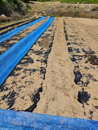 서화복님의 참깨 · 영농일지 작성글 사진