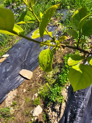 수제비뜨기님의 감 · 병해충상담 작성글 사진