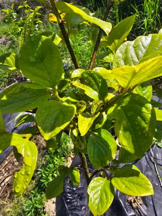 수제비뜨기님의 감 · 병해충상담 작성글 사진