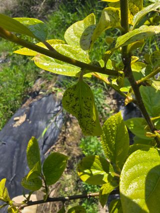 수제비뜨기님의 감 · 병해충상담 작성글 사진