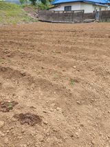 팜모닝 자유주제·자유게시판 게시글 이미지