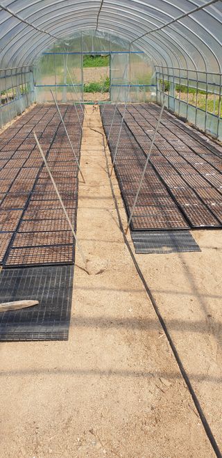 알 수 없음님의 들깨 · 영농일지 작성글 사진