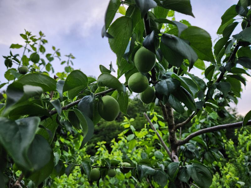 장터 상품 [광양 밤실 매실 10kg (판매완료)] 썸네일