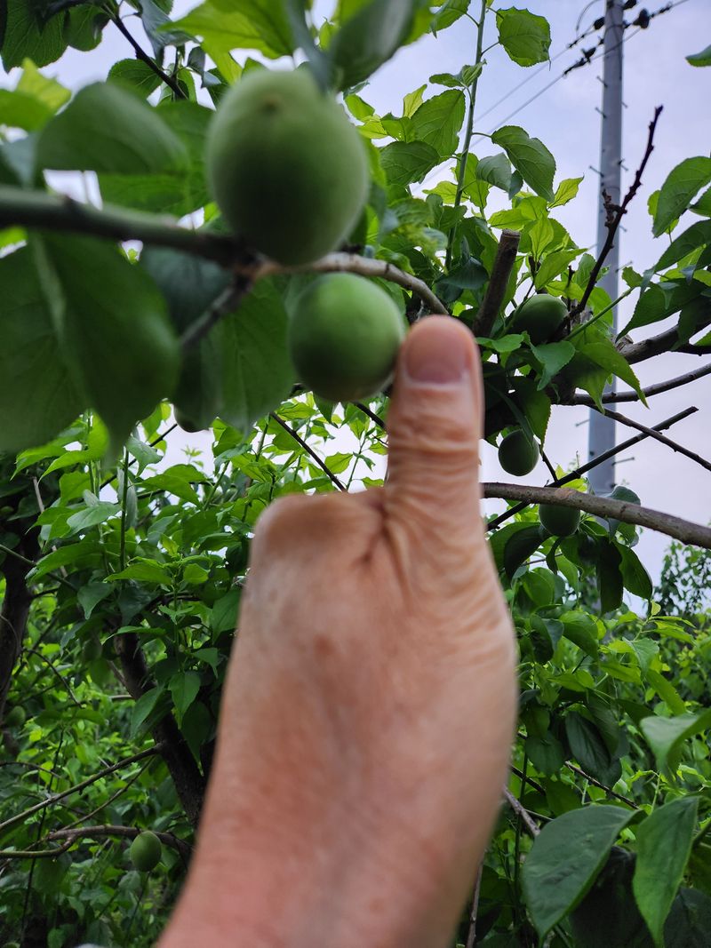 광양밤실매실농장님의 장터 판매 상품 [광양 밤실 매실 10kg (판매완료)] 첨부 사진