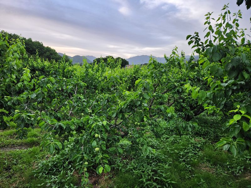 광양밤실매실농장님의 장터 판매 상품 [광양 밤실 매실 10kg (판매완료)] 첨부 사진