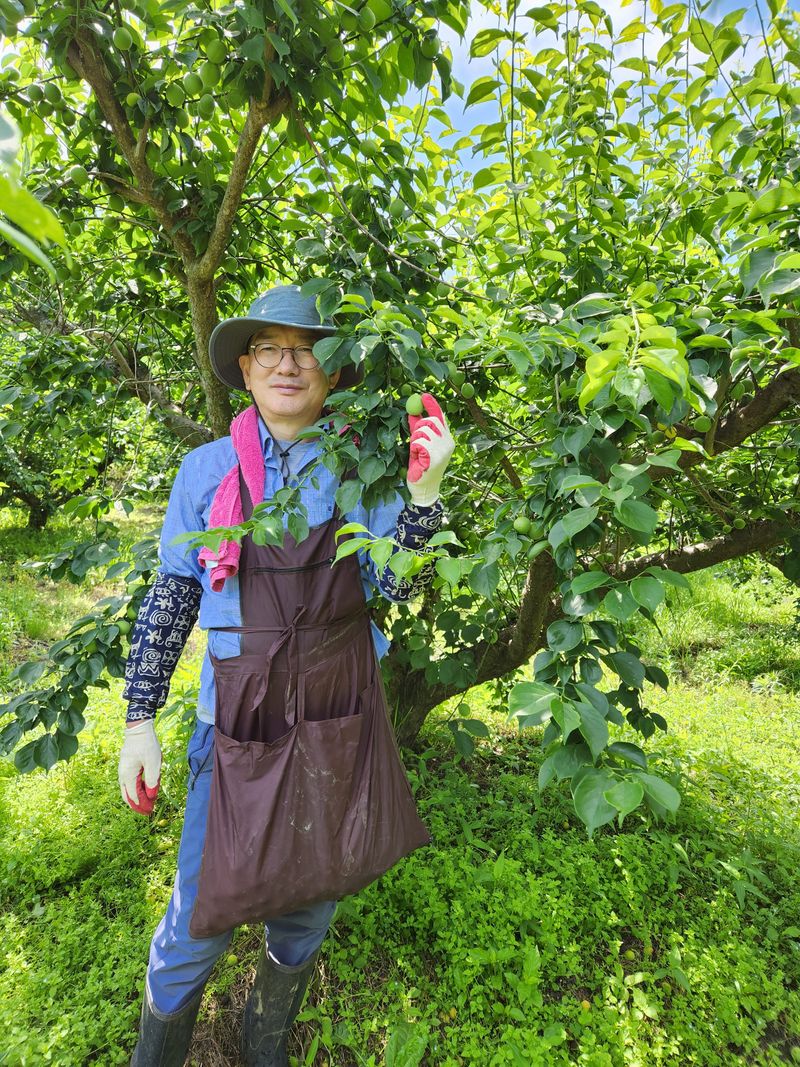 광양밤실매실농장님의 장터 판매 상품 [광양 밤실 매실 10kg (판매완료)] 첨부 사진