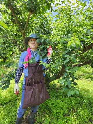 광양밤실매실농장님의 작성글 사진