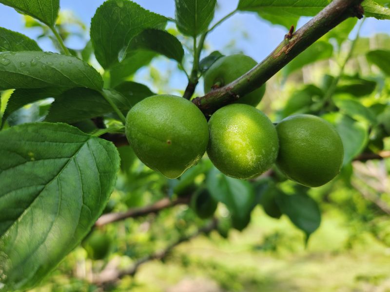 광양밤실매실농장님의 장터 판매 상품 [광양 밤실 매실 10kg (판매완료)] 첨부 사진